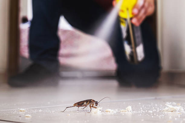 Best Insect Control  in Mora, MN